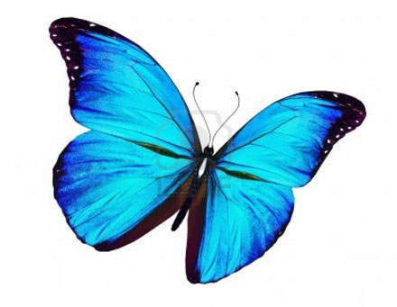 Newcomers Saddleback Valley Butterfly Logo