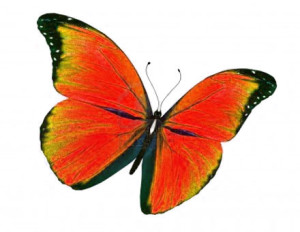 butterfly-orange